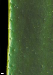 Veronica stenophylla var. stenophylla. Leaf margin and pitting on adaxial surface. Scale = 0.1 mm. Image: W.M. Malcolm © Te Papa CC-BY-NC 3.0 NZ
